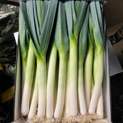 Por Snooker Bejo 3612 F1 10 tyś. nasion primed precyzja ST